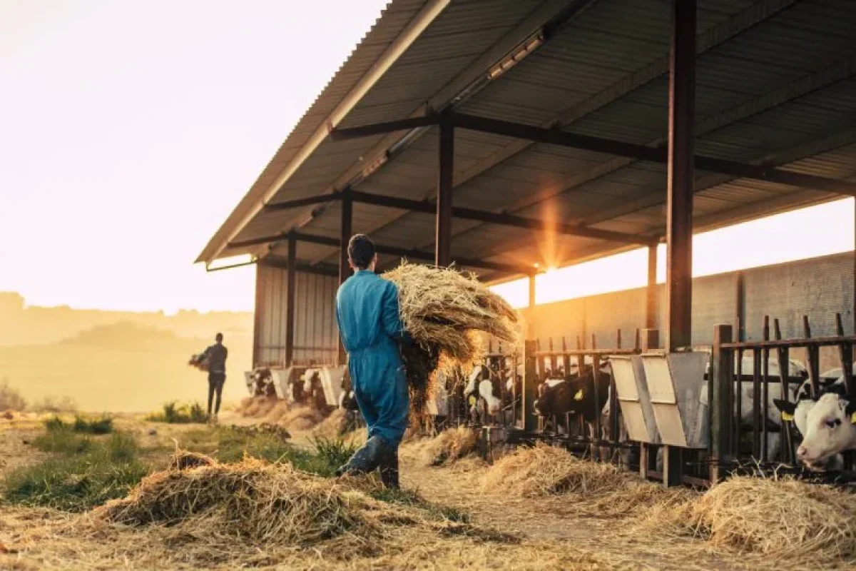Imagine cu solarii și construcții agricole vizate de noile impozite